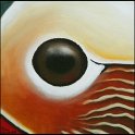 Augenblick einer Mandarinente Acryl auf Leinwand;
30 x 30 cm